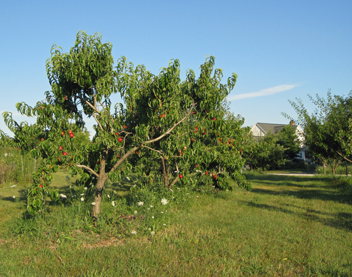 Edible landscape_0208_edited